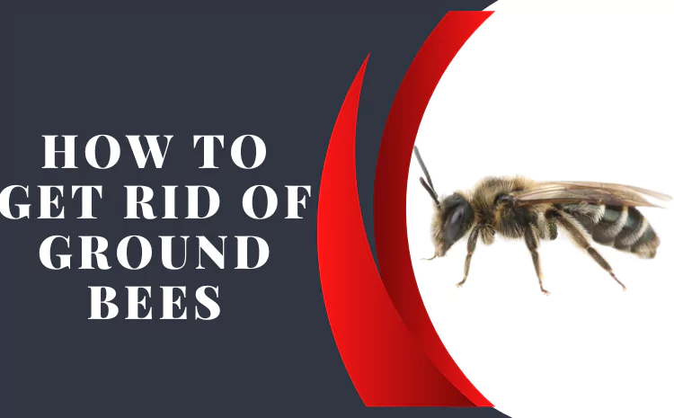 How to Get Rid of Ground Bees