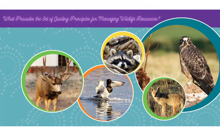 What Provides the Set of Guiding Principles for Managing Wildlife Resources?