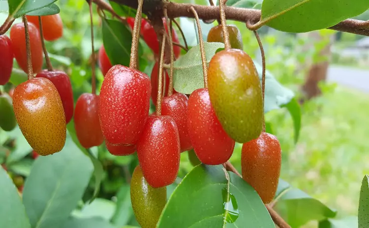 How to Make Goumi Preserves at Home: A Simple Recipe Guide